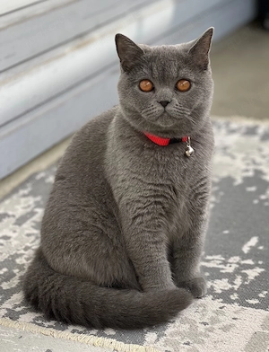 Britisch Kurzhaar Katze (3 Jahre, kastriert)   liebevolles Zuhause als Einzelkatze gesucht 