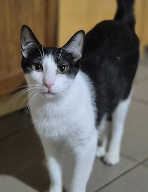 Süßer Kater 222821 stellt sich vor