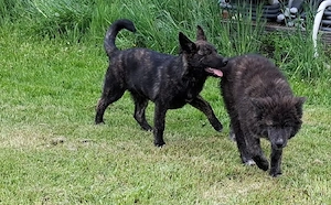 Schäferhund-Akita-Mix 