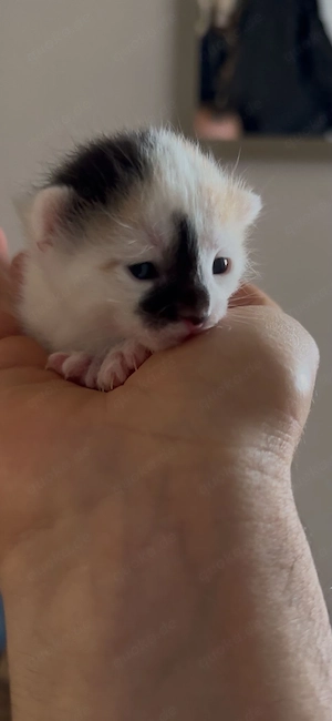 süße Hauskatzen