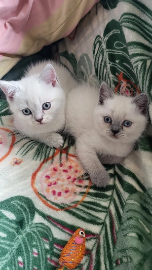 BKH Lilac Point Noch 2 Kater
