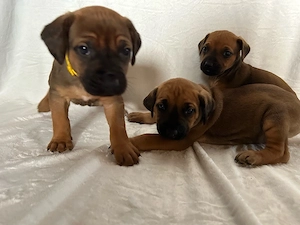 Rhodesian Ridgeback Welpen