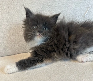 Traumhafte XXL Maine Coon Blue tortie white silver katze 