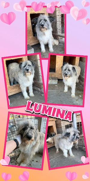 zauberhafte, wunderschöne, liebe Hündin "Lumina" sucht ein liebevolles Zuhause