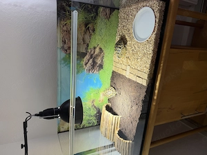 Terrarium mit 2 Landschildkröten   Testudo Hermanni  inkl. kompletter Ausstattung