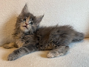 Süsse XXL Maine Coon Blue tortie tabby katze 