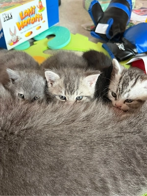 Britisch Kurzhaar Kitten 