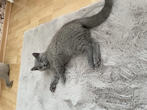 Kitten BKH