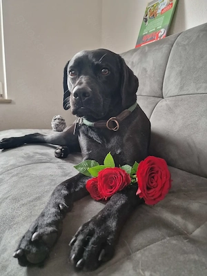 Suche Deckrüden am liebsten Weimaraner 