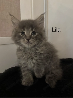 Nur noch 7 Maine Coon Kitten