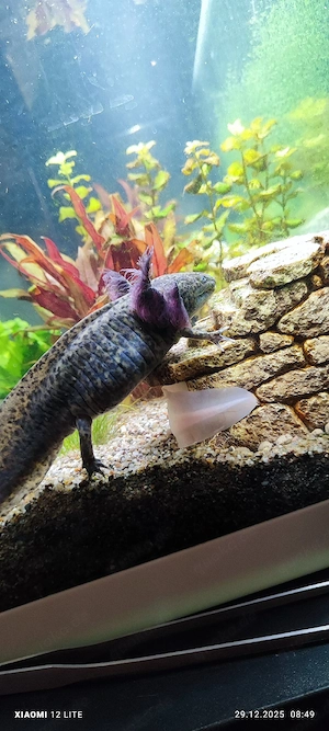 Axolotl Larven Bild 3