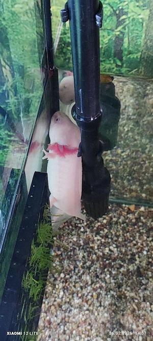 Axolotl Larven Bild 2
