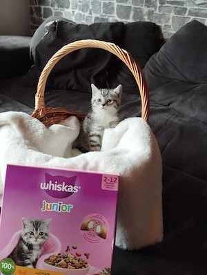 Britisch kurzhaar Babys Whiskas 