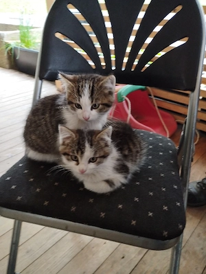 Kätzchen kater mietze 