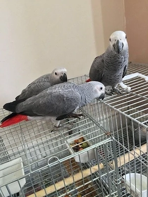 Kongo-Graupapageien zur Adoption