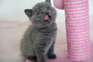BKH BLH Kitten mit Stammbaum 