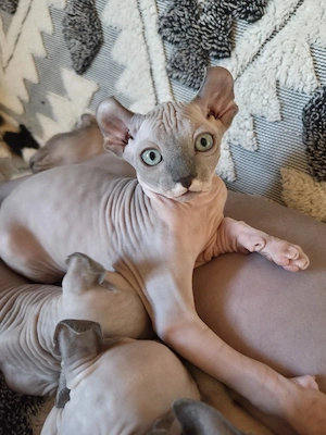 Sphynx-Elf Kitten, Abgabebereit 