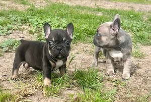 Französische Bulldogge Welpe 