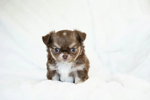 Zauberhafte Chihuahua Welpen suchen ein liebevolles Zuhause  