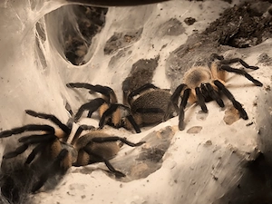 Blaue Jemen-Vogelspinne  Monocentropus balfouri