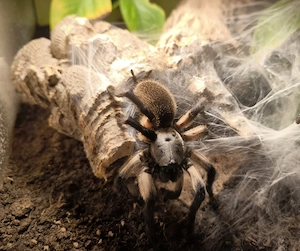 Blaue Jemen-Vogelspinne  Monocentropus balfouri