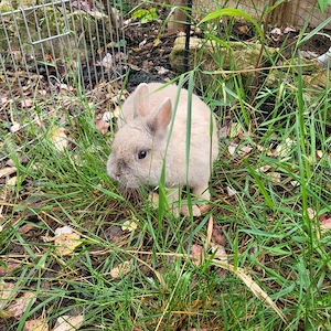 Liebe soziale Zwergkaninchen Weibchen 0,5-5Jahre abzugeben 