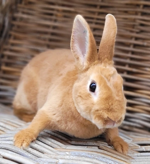 Liebe soziale Zwergkaninchen Weibchen 0,5-5Jahre abzugeben 