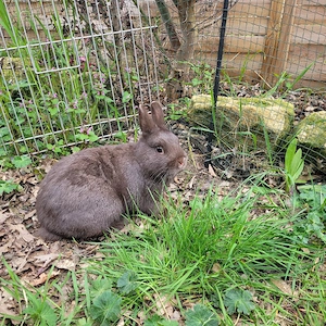 Liebe soziale Zwergkaninchen Weibchen 0,5-5Jahre abzugeben  Bild 3