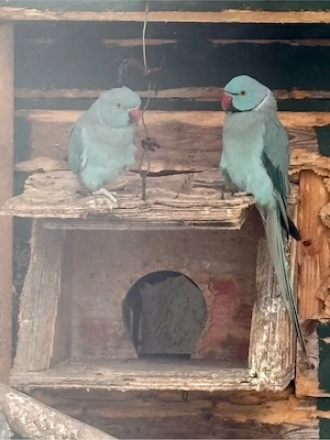 verschiedene Vögel wegen Zuchtaufgabe zu Verkaufen