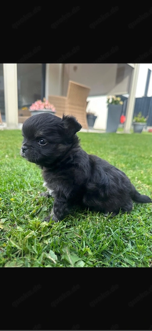 Chihuahua Welpen reinrassig