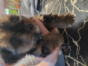 3 Süsse Mischlings Welpen Rüden 