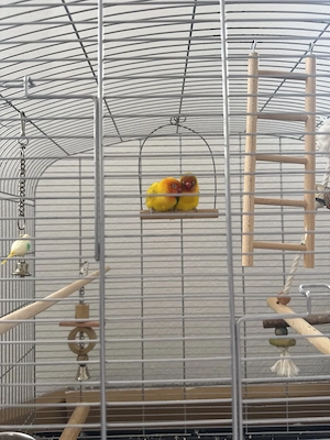 Love Birds ( mini Papagei) 