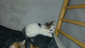 12wochen altes Katerchen in liebevolle hände abzugeben.