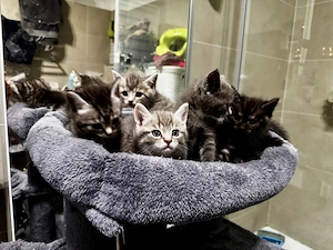 BKH Kitten Mix suchen ein liebevolles Zuhause