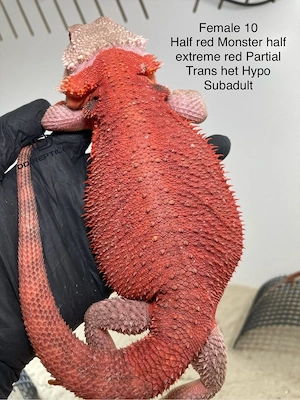 Bartagamen Weibchen (Pogona vitticeps) half red Monster half extreme red partial Trans het Hypo