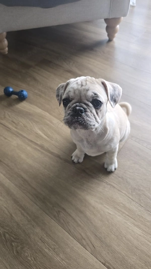 Mops Mischling's welpin Bild 3