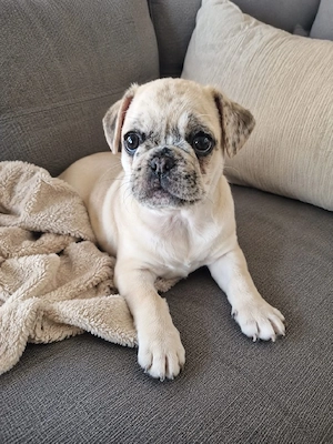 Mops Mischling's welpin Bild 4