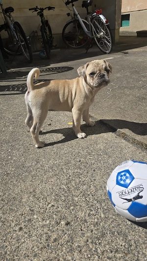 Mops Mischling's welpin Bild 5