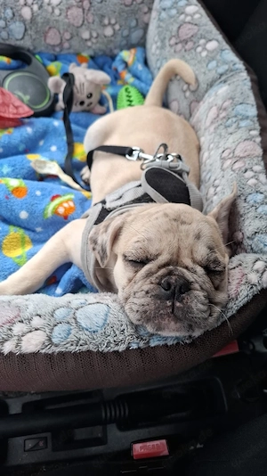 Mops Mischling's welpin Bild 2