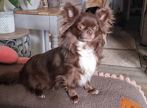 Wunderschöne Chihuahua Hündin 2Jahre mit Papieren 