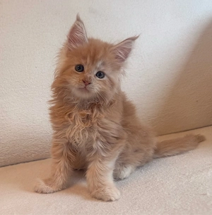 Wundrschöner XXL Maine Coon Creme Silver tabby Kater 