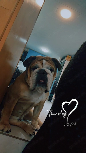 Englische Bulldogge Emma