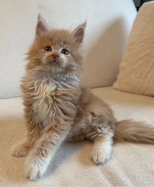 Schmusekatwr XXL Maine Coon Creme white Silver tabby kater 