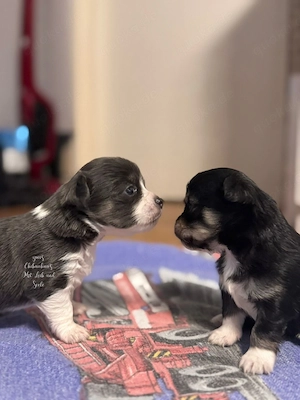 Chihuahua Welpen