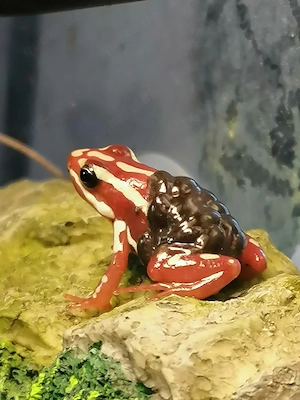 Epipedobates anthonyi abzugeben 