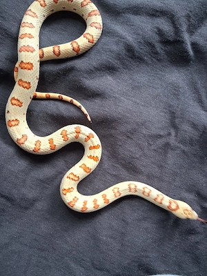 Lampropeltis thayeri leonis