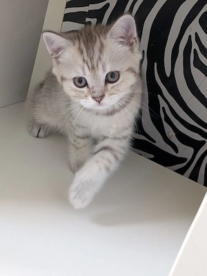 Noch 2 BKH Kater suchen ein liebevolles Zuhause