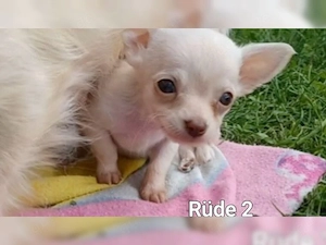 Premium-Chihuahua-Welpen (Lang- und Kurzhaar)