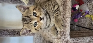 Letztes BKH-Kitten in Golden-Tabby sucht ein Zuhaus