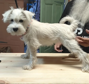 Zwergschnauzer-Hündin "Mochi" sucht ihr Für-immer-Zuhause
